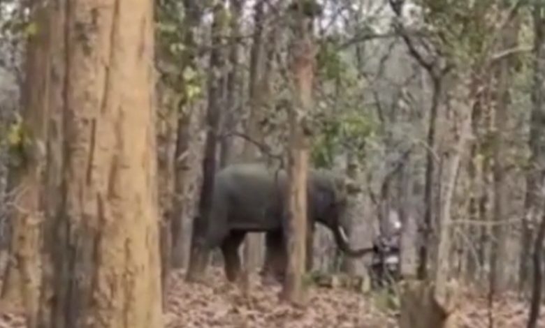 गुस्से में है दंतैल हाथी ने तोड़ा बाइक, ग्रामीण अपनी जान बचाकर भागे